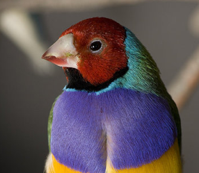 Moving Endangered Species to Save Them From Global Warming?